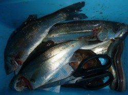 夜の兵突RT!タチウオとタケノコメバル！