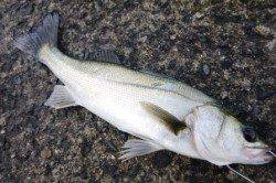 泉佐野食コン　ハネとアジ