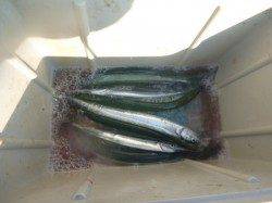 アジュールサヨリ好調維持【垂水店】