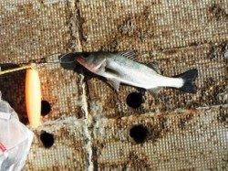 泉大津リアルタイム　3日おひる