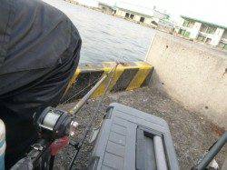 兵突RT、今度はチヌだ 43cm