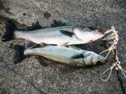 いい感じに釣れてます！泉大津RT！夕方