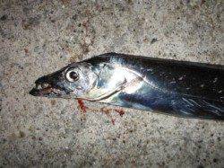 【タチウオ確認】南芦屋浜