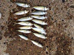 香住西港、一本釣りでアジ入れ食い♪