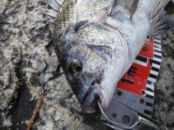 【芦屋名物メタボチヌ♪】南芦屋浜