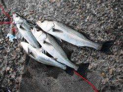 底撒きが大事！15日夕方泉大津RT