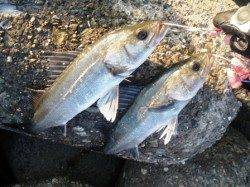 今朝は遅いスタートかも!?　泉大津周辺エビ撒きハネ