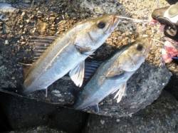 今朝は遅いスタートかも!?　泉大津周辺エビ…