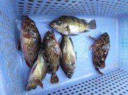 北公園ＲＴ、エビ撒き釣りでハネ！