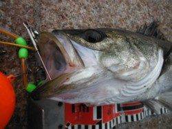 【エビ撒きのハネ♪】南芦屋浜