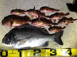 紀ノ川河口でフカセ釣り、午後にやっとのこと…