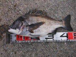 【落とし込みのチヌ♪】南芦屋浜