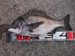 【落とし込みのチヌ♪】南芦屋浜