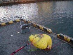 貝塚港で辛うじて・・・