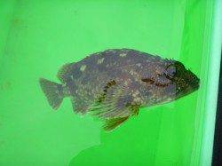 北公園ＲＴ、ハネ３連発！！