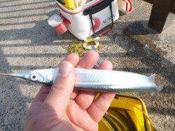 アジュール舞子、サヨリまだイケます！！