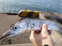 兵突ＲＴ　ウグイで【タチウオ】だ！