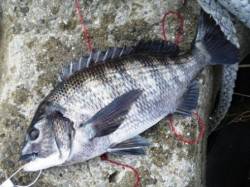 エビ撒きでハネそして!?泉大津RT19日昼…