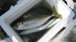 本日もアジ釣れてます！！【１９日】水軒RT