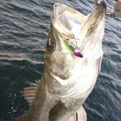 宮川靖氏の播磨シーバスゲーム♪