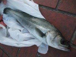 ちょっと渋いですが…泉大津RT　１９日　夕方