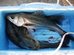 雨上がり後の爆釣劇！泉大津RT！夕方