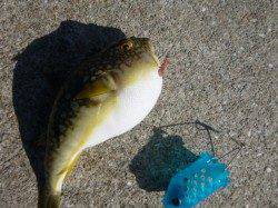 神戸港RT 兵突でポン!