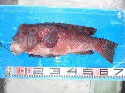 兵庫突堤ＲＴと和田防情報！