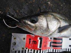 【チヌ＆ハネいい感じ？】南芦屋浜