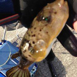 紀ノ川河口、紀州釣りで本命のあたり無いもののガシラGET