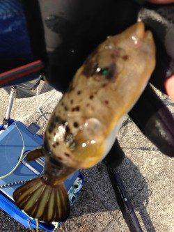 紀ノ川河口、紀州釣りで本命のあたり無いもののガシラGET