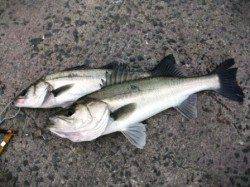 釣れております♪ハネ!泉大津RT!夕方