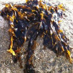 アジュール舞子のサヨリ完全復活!!