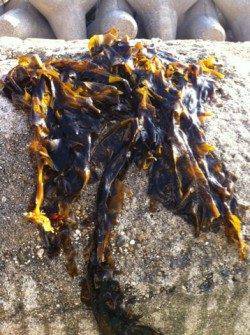 アジュール舞子のサヨリ完全復活!!