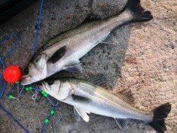 数釣りも♪スズキも♪泉大津RT！夕方