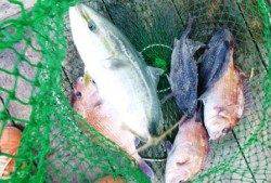 釣堀田尻で今日は青物も★