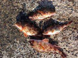 紀ノ川河口、紀州釣りで本命のあたり無いもののガシラGET