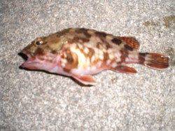 兵突の楽しいズボ釣りエビ撒き釣り！