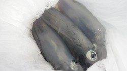 堺漁港でヤエン、嬉しい三杯です★