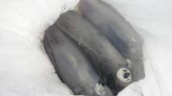 堺漁港でヤエン、嬉しい三杯です★