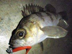 須磨周辺のメバリング