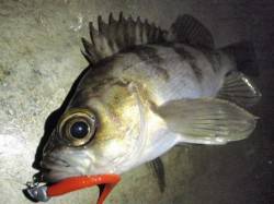 須磨周辺のメバリング