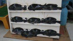 日置の磯　良型グレ10枚で楽しめました！