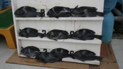 日置の磯　良型グレ10枚で楽しめました！