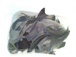 日置の磯グレ！脂がのってきました♪