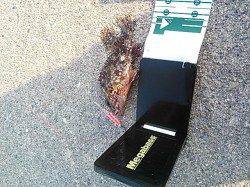 紀ノ川河口周辺ガシリングで7匹ゲット～♪♪