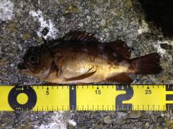 粘ってメバル＆ガシラ＆アジ★宇久井港のアジ…