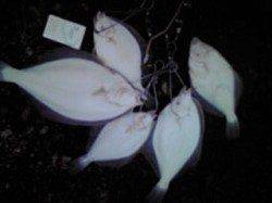 香住にて石カレイ42㎝をあたまに5匹の釣果☆