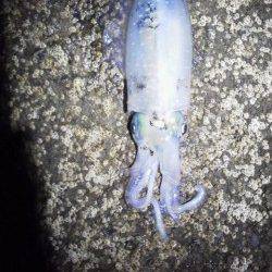 目良漁港 エギングでアオリイカ＆コウイカ