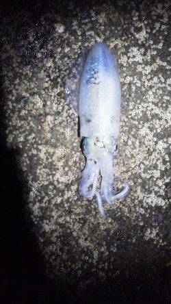 目良漁港 エギングでアオリイカ＆コウイカ